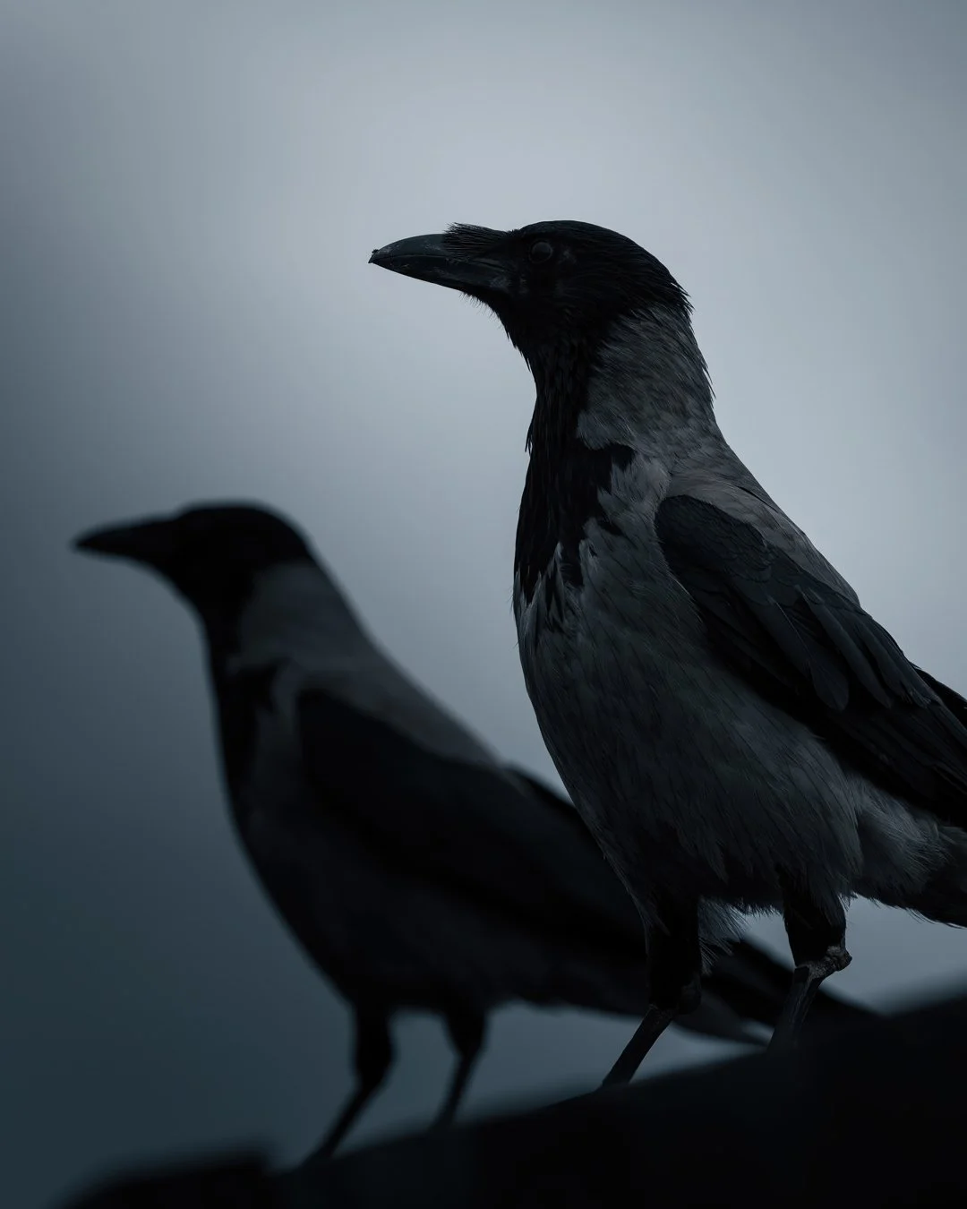 Watchers - Fine art print