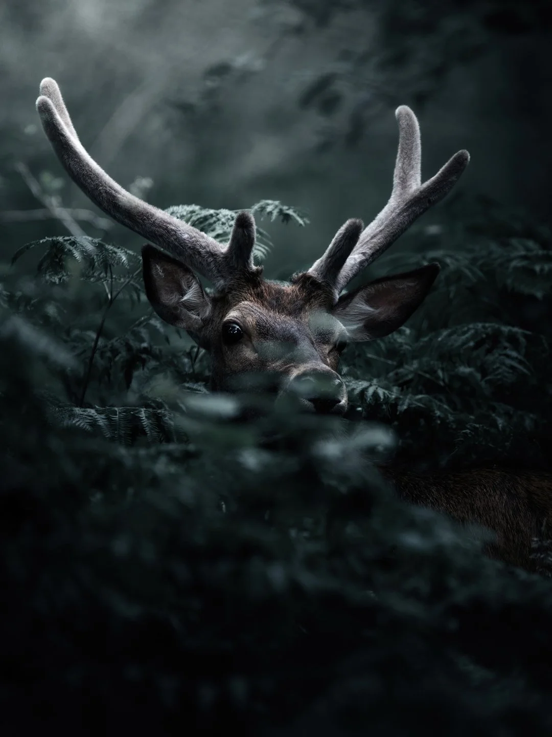 Deer-in-scottish-woods.jpg