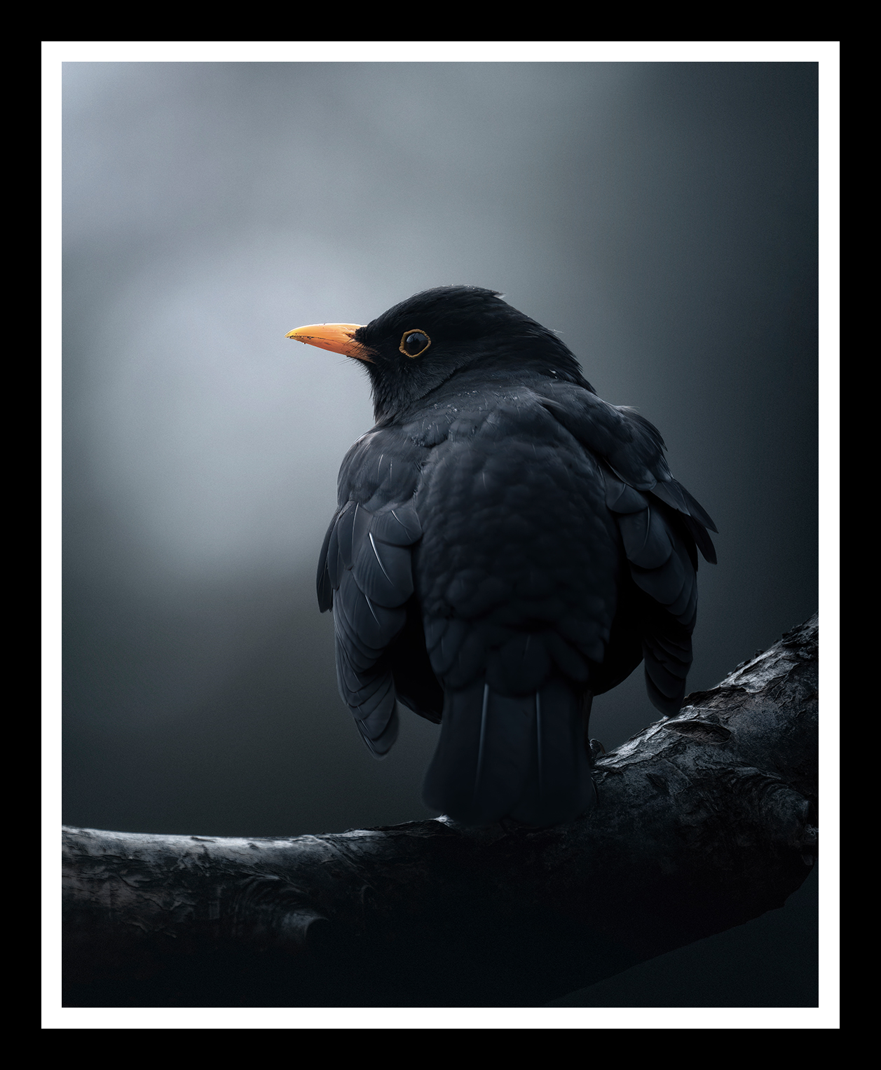 Blackbird-r.png