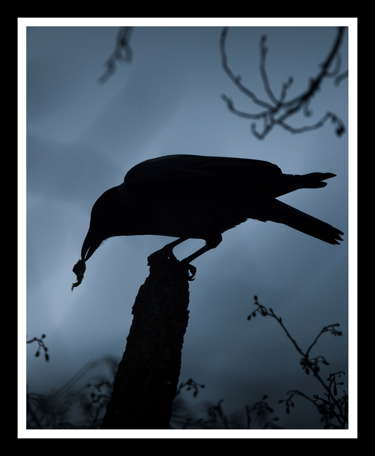 Crow-silhouette-4x5-r.png