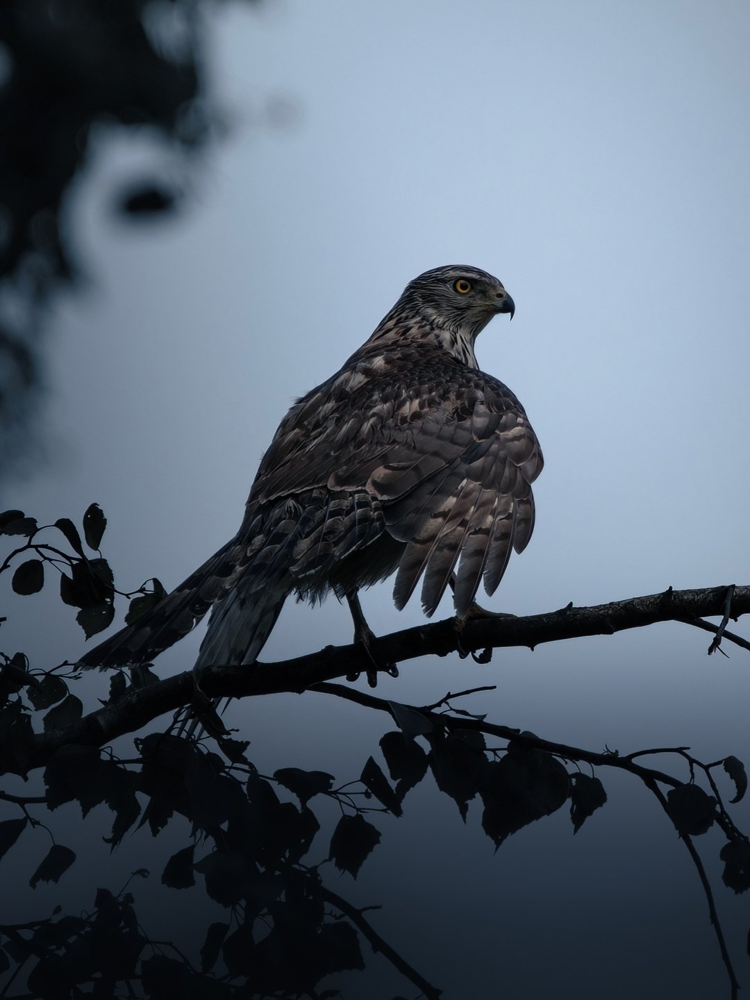 Northern-goshawk-dark-nature.jpg