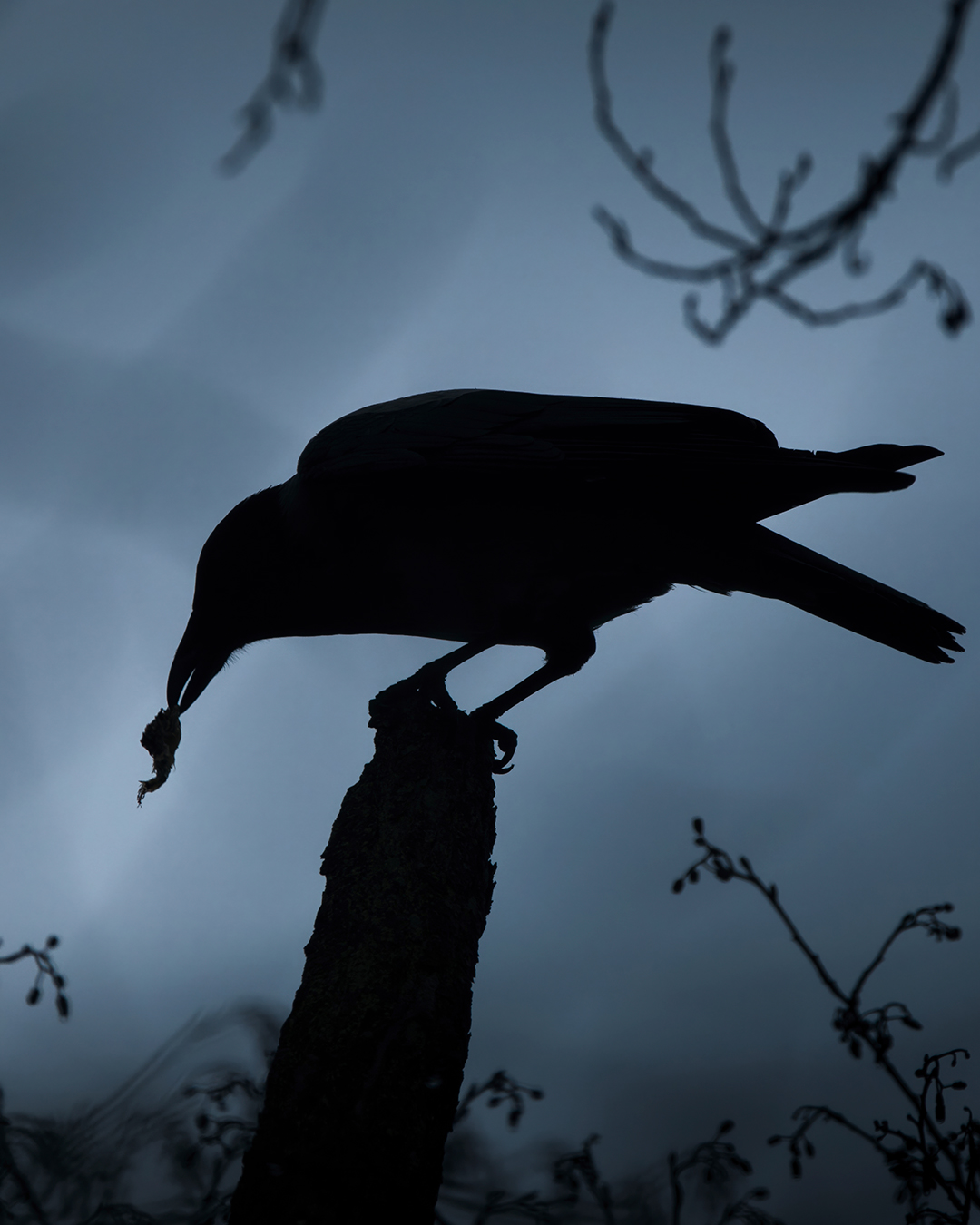 Crow silhouette