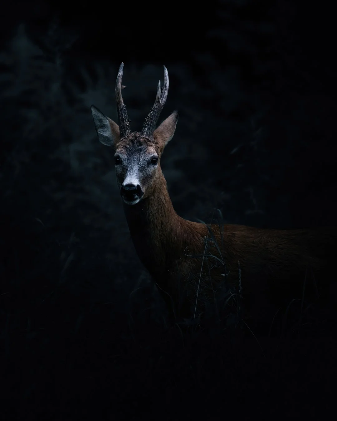 deer-in-the-dark-forest.jpg