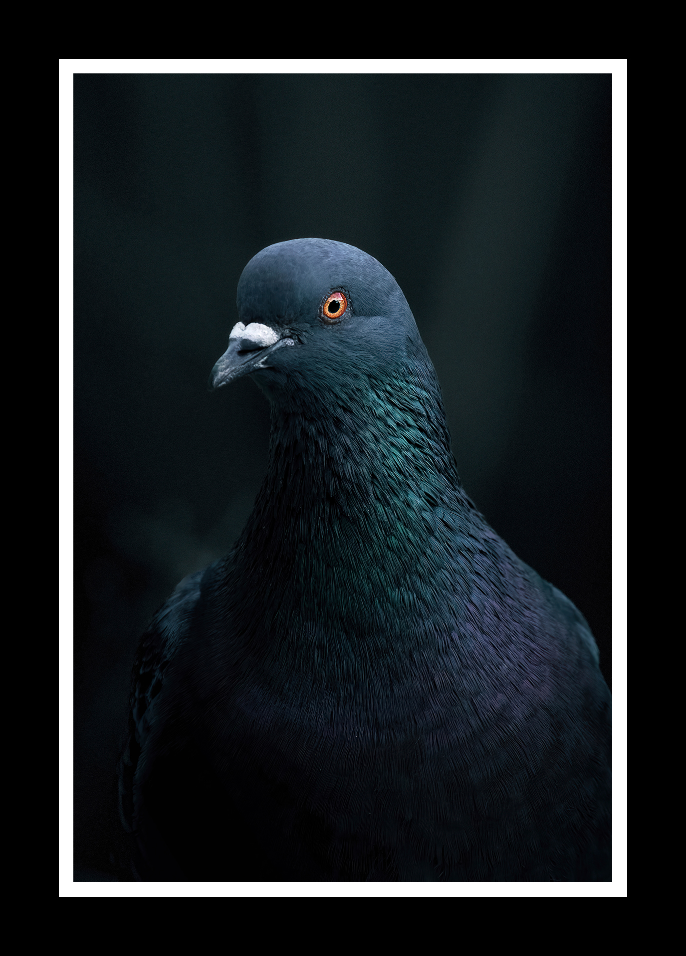 Pigeon-portrait-2x3-r.png