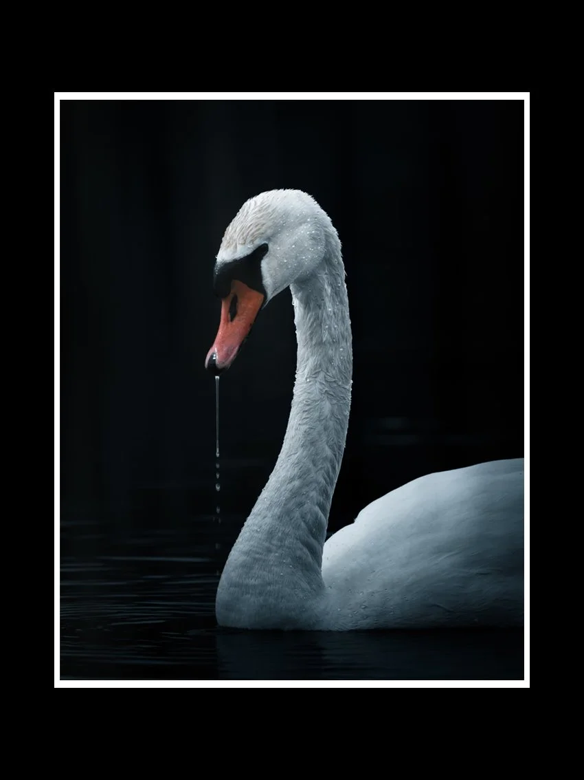 mute-swan-fine-art-print-nature-photography.jpg