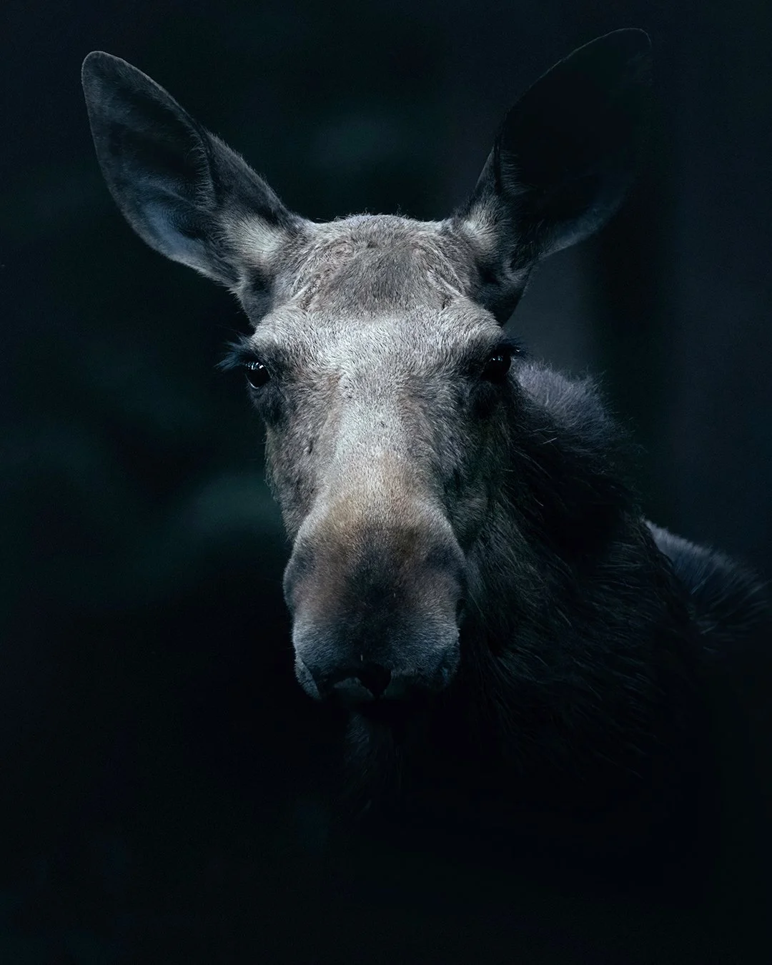 Moose-4x5.jpg