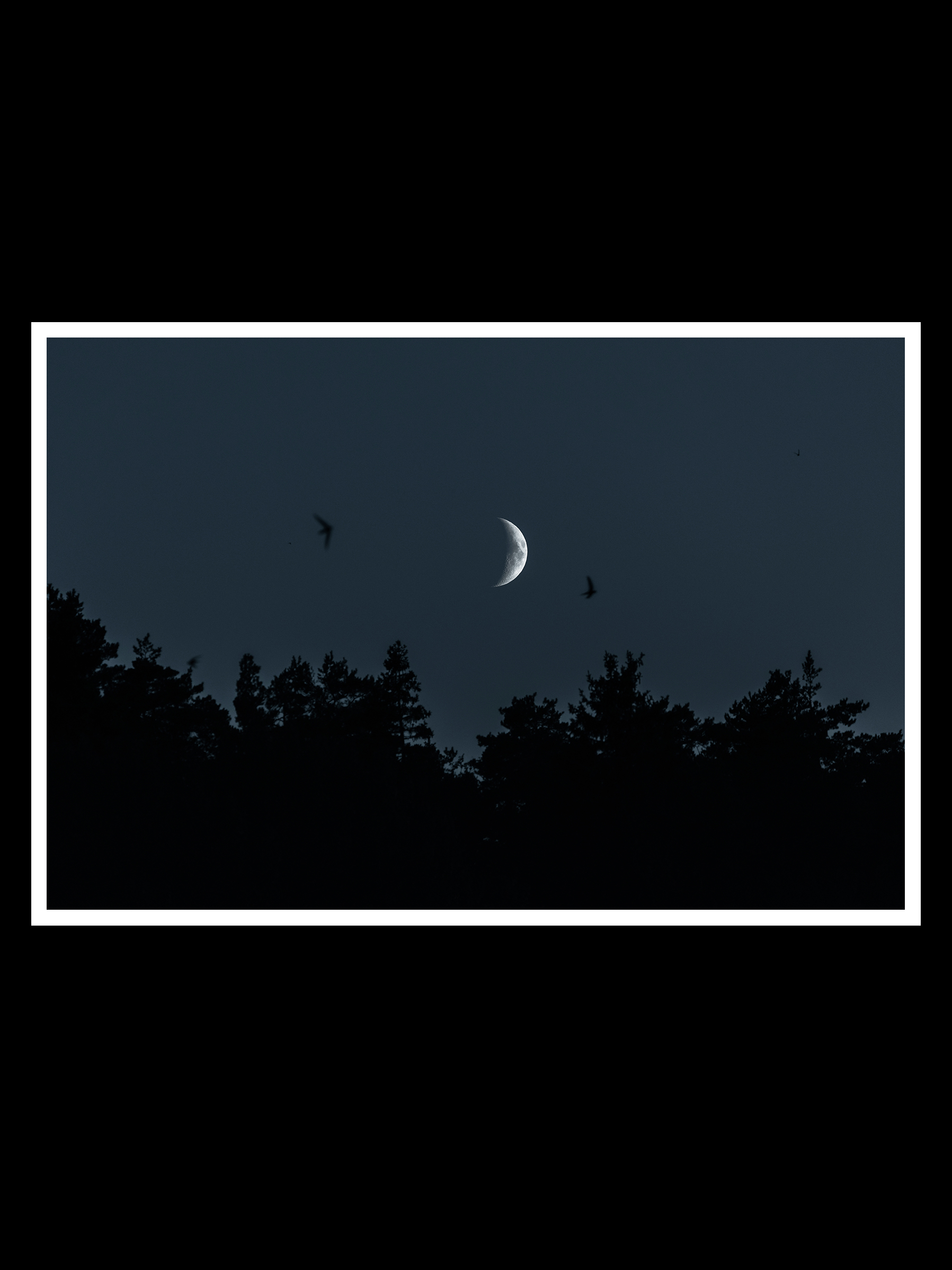 Dark-woods-2x3-r.png