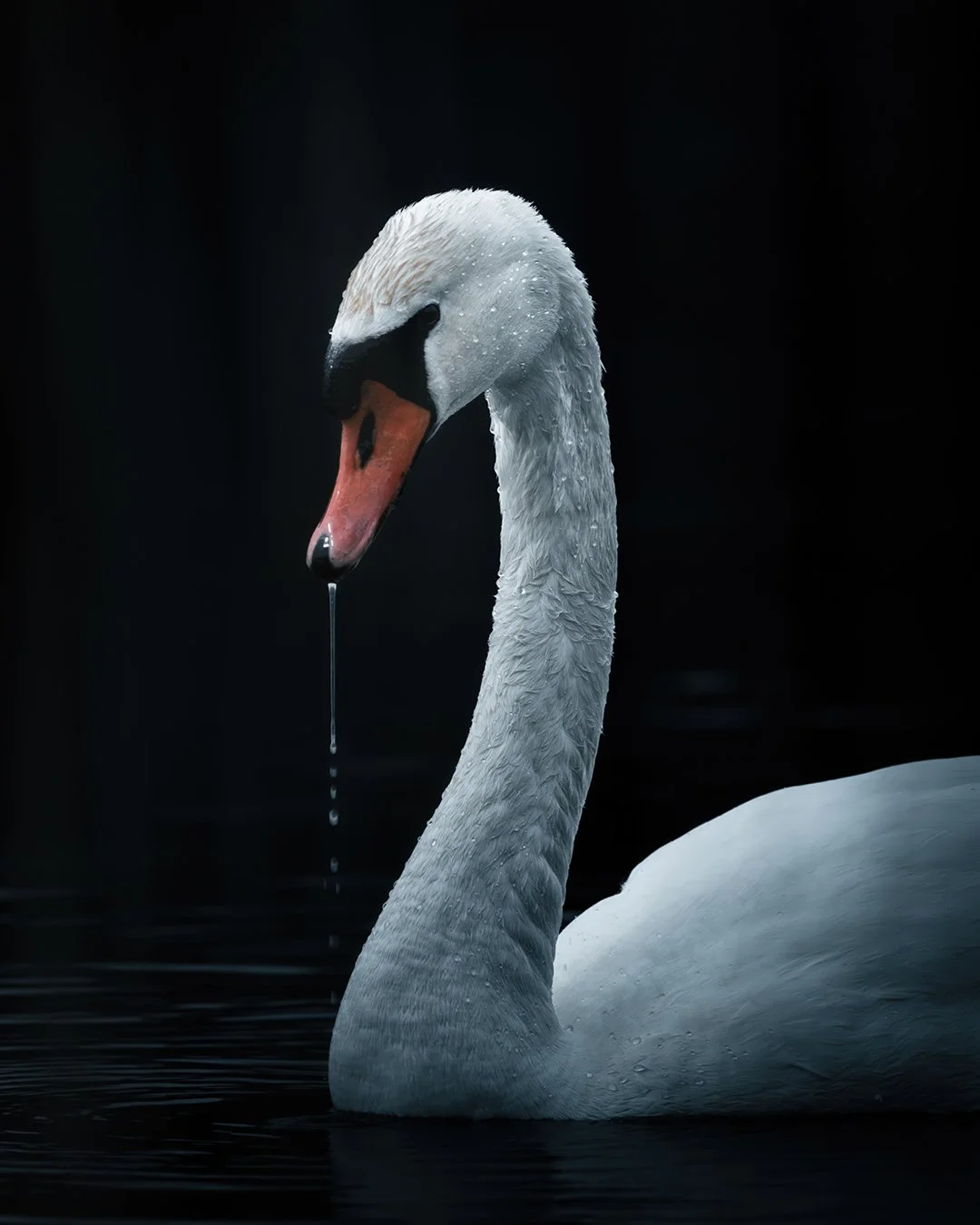Mute-Swan-4x5.jpg