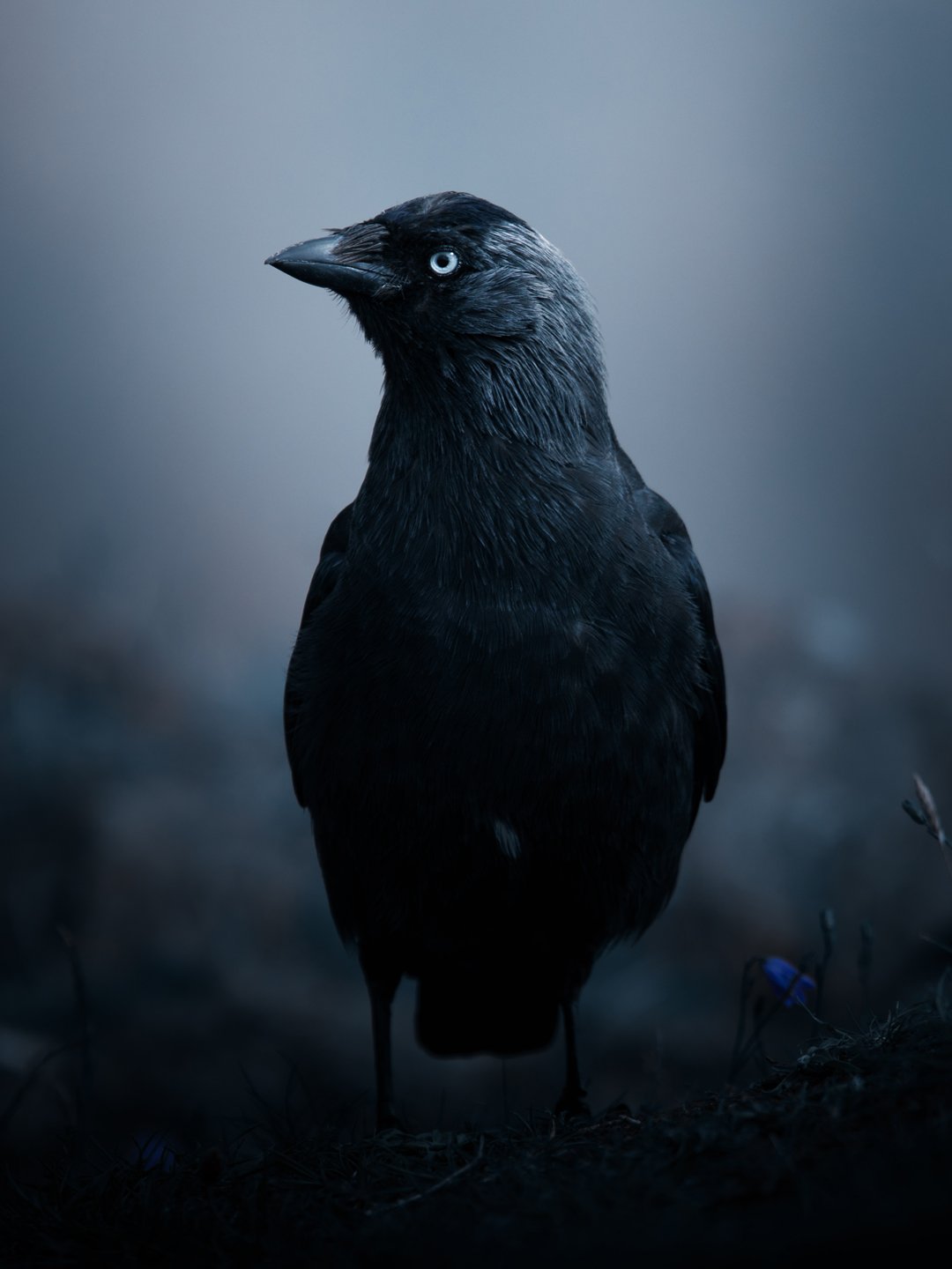 jackdaw-scottish-nature.jpg