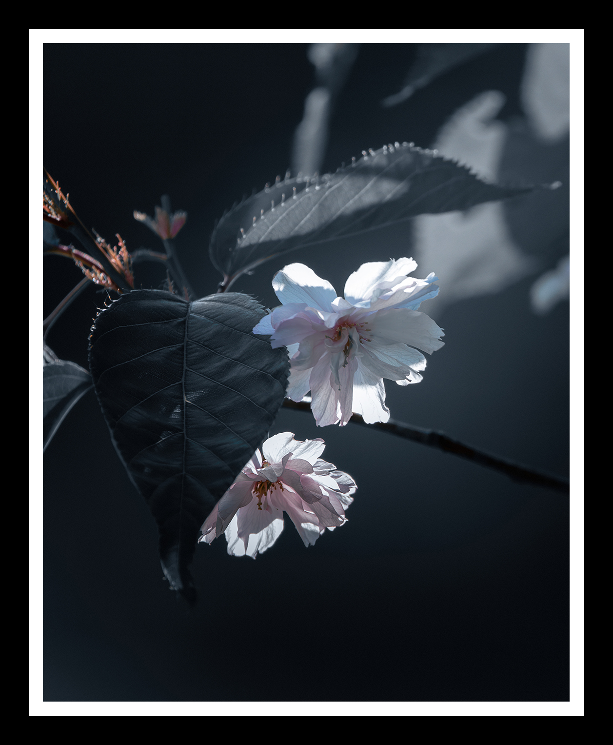 Bloom-4x5-r.png