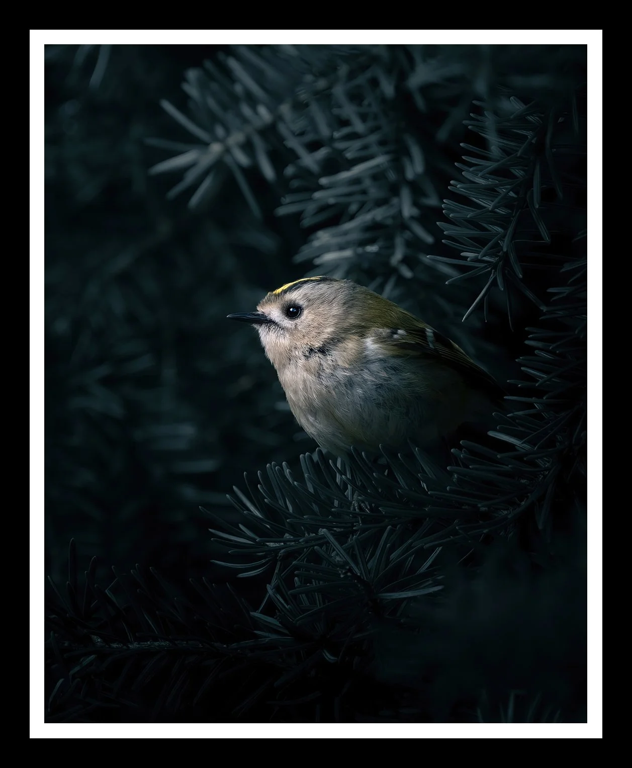 Goldcrest-4x5-r.jpg