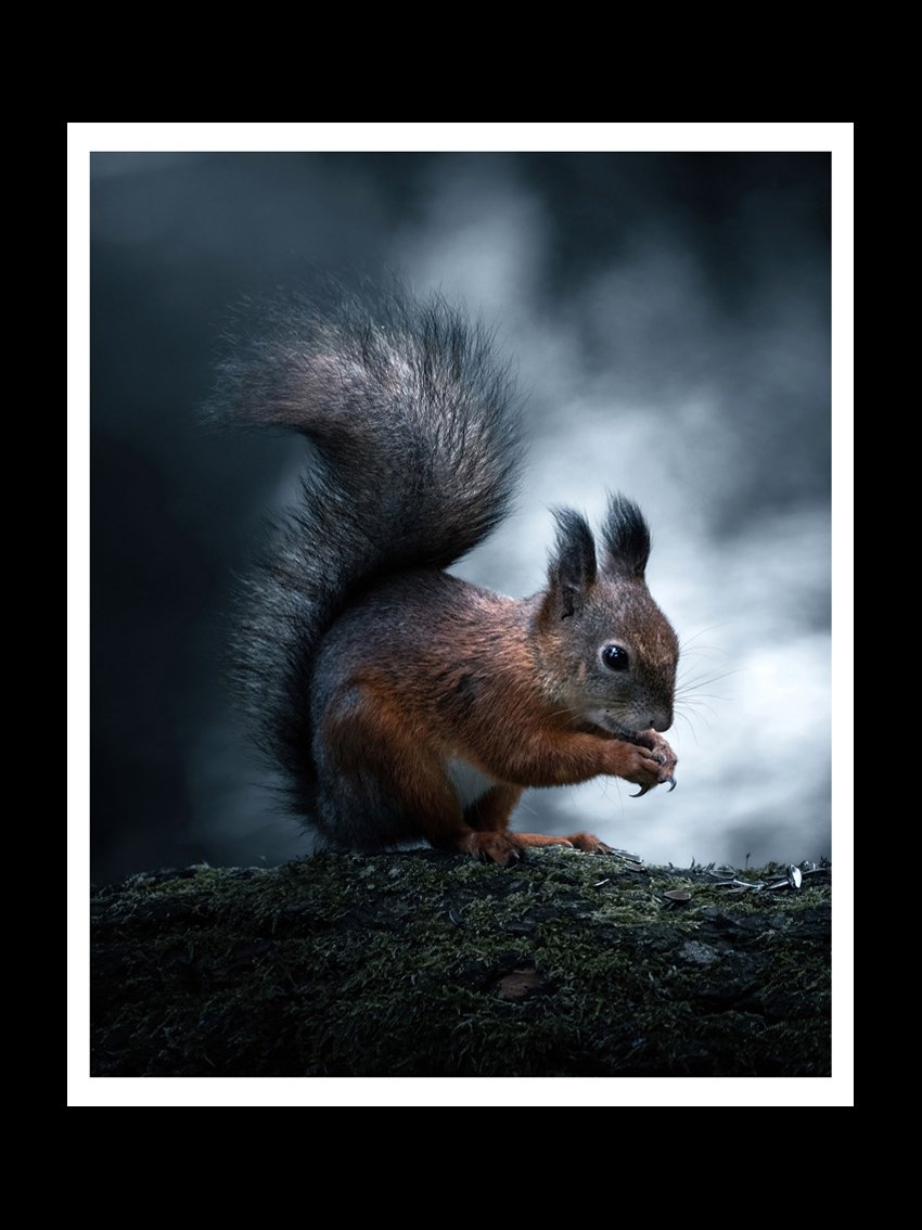 squirrel-fine-art-print-nature-photography.jpg