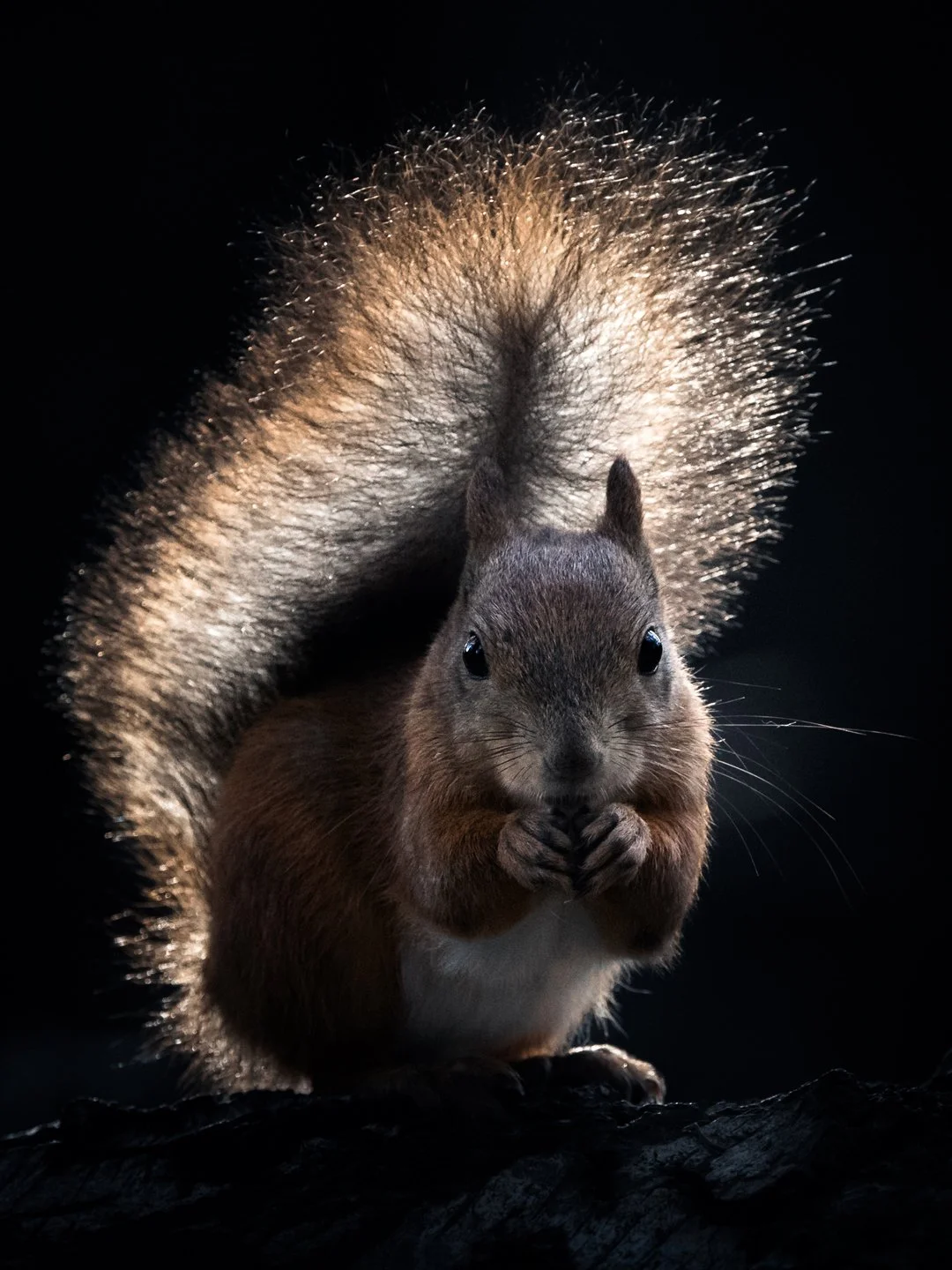 Squirrel-in-autumn-light.jpg