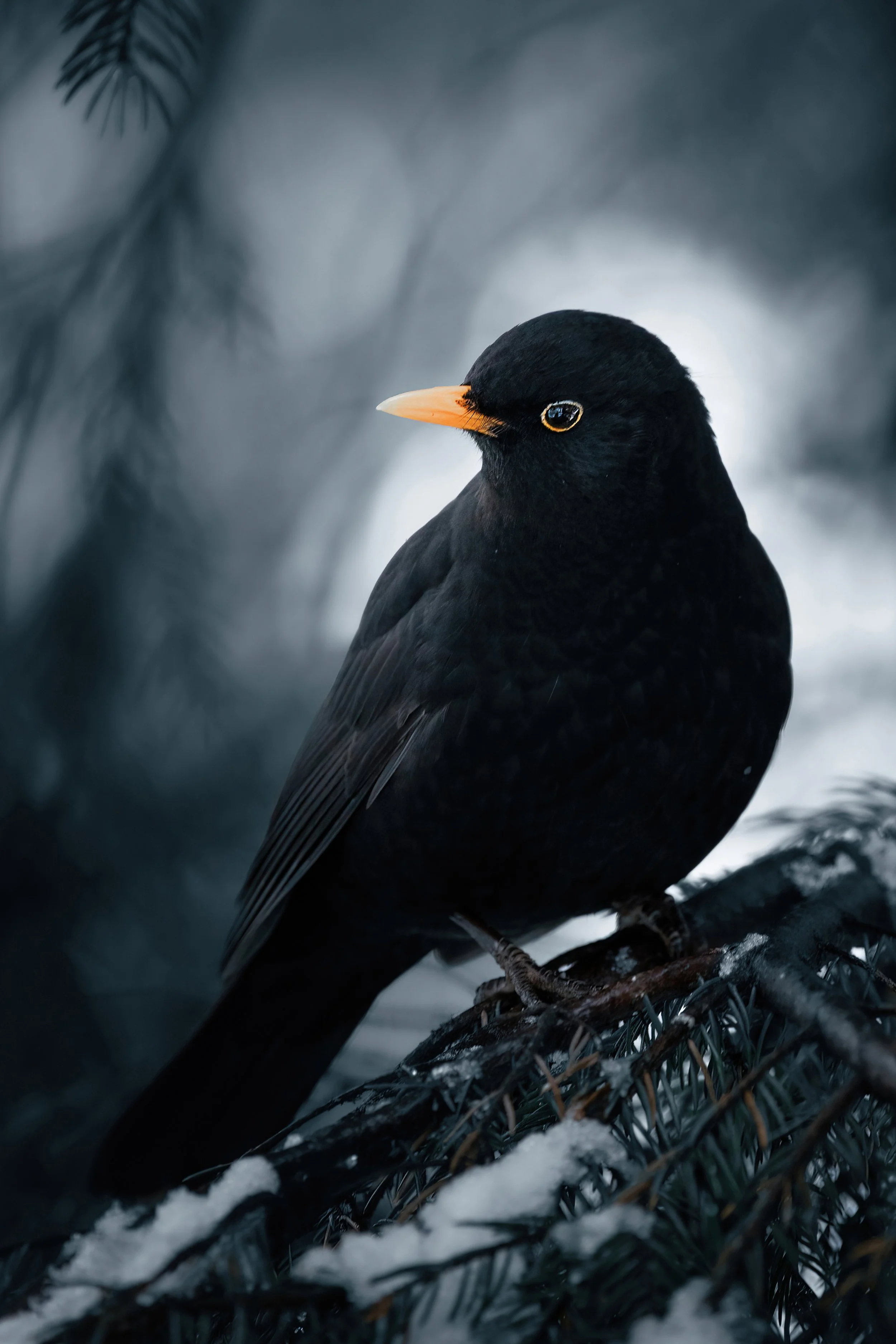 Winter blackbird - Fine art print