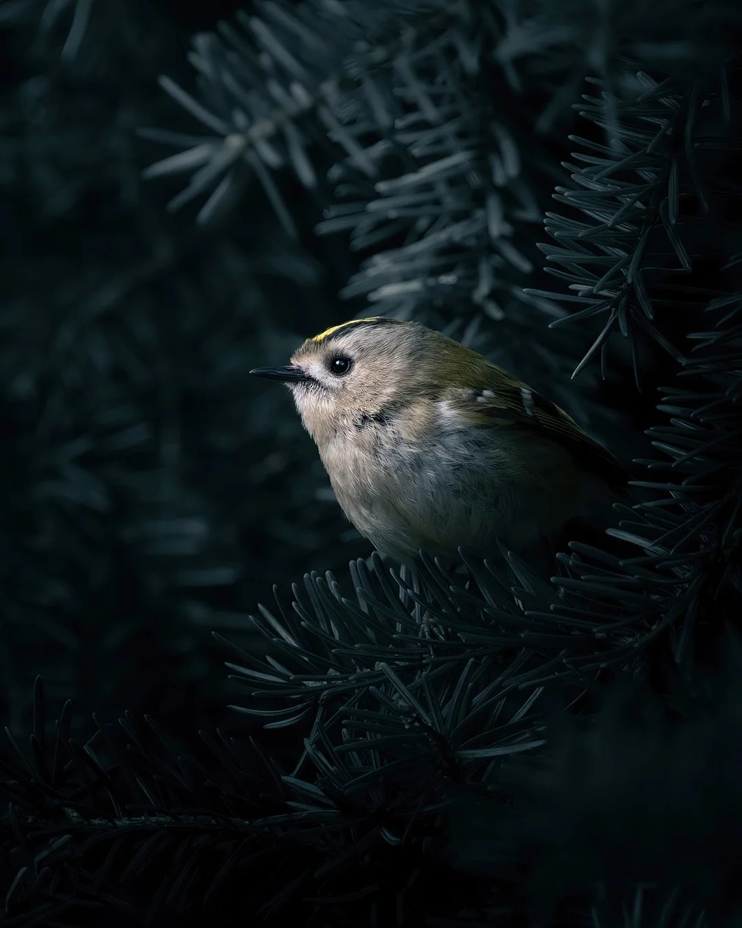 Goldcrest-4x5.jpg