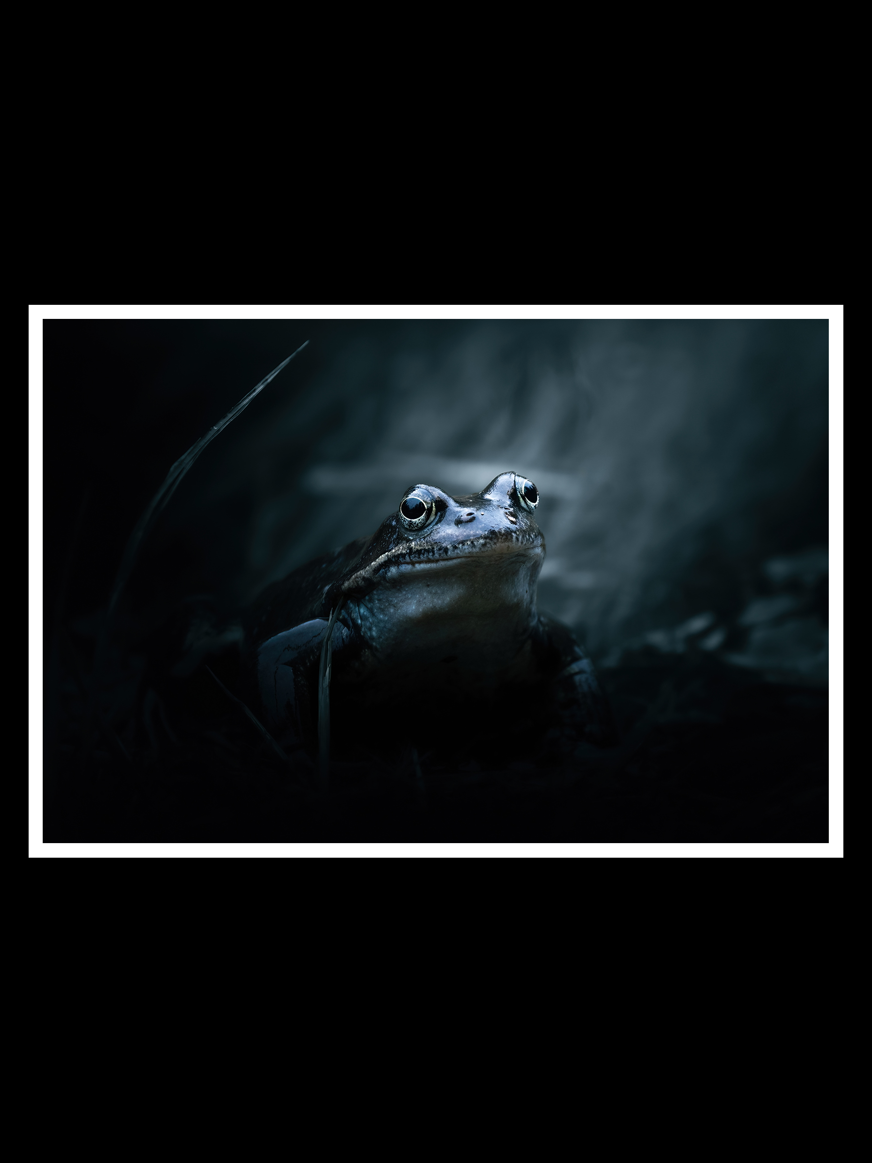 Frog-2x3-r.png