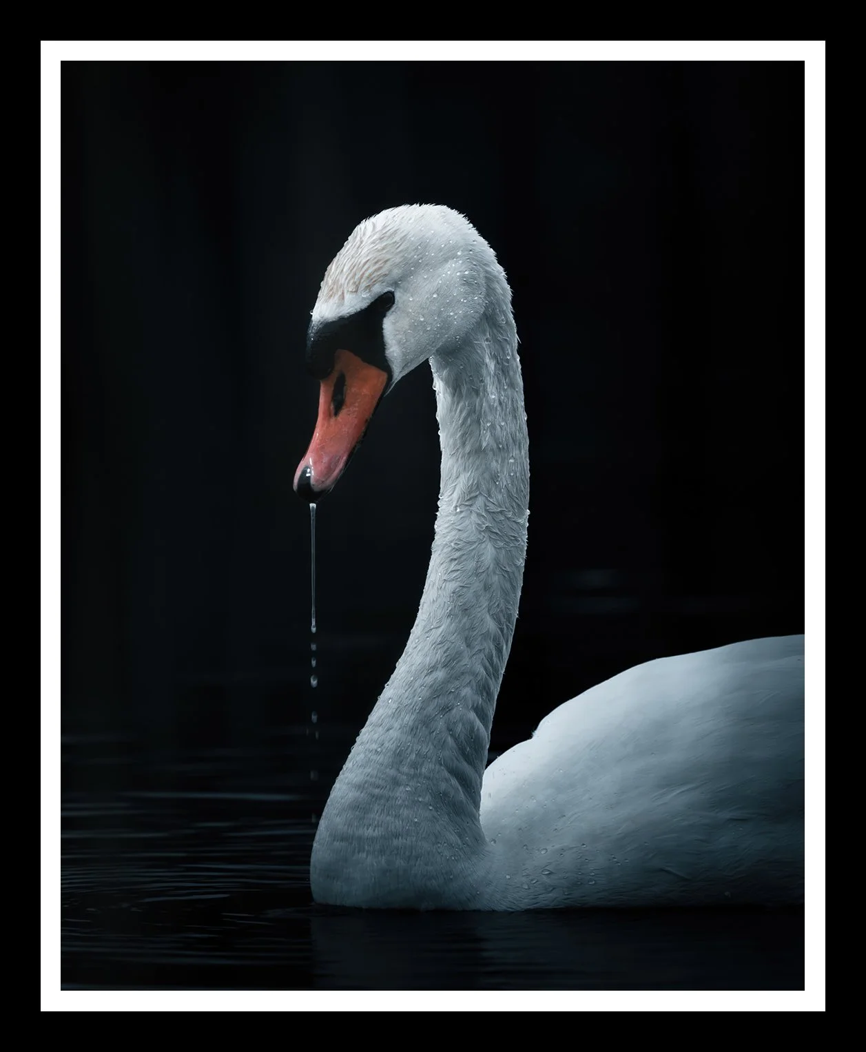 Mute-Swan-4x5-r.jpg