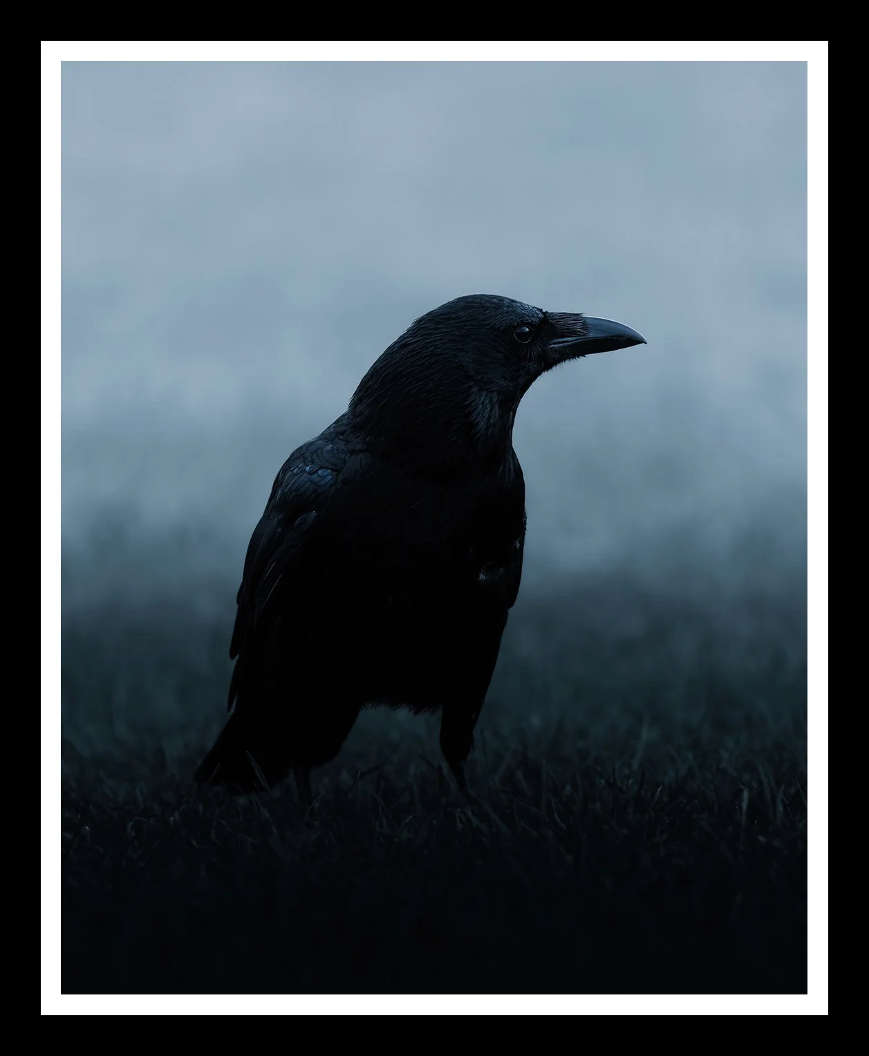 Carrion-Crow-4x5-r.jpg