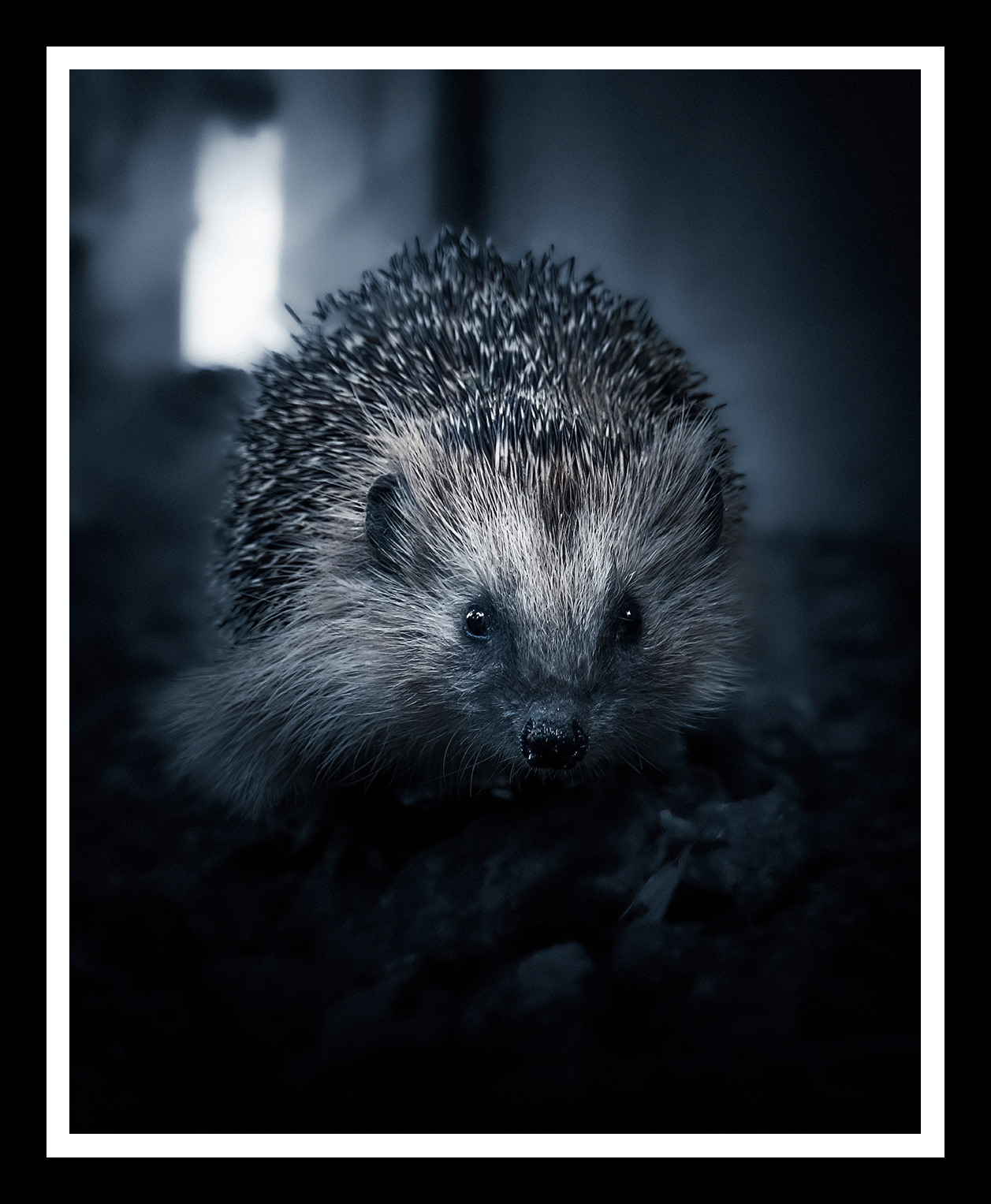 Hedgehog-4x5-r.png
