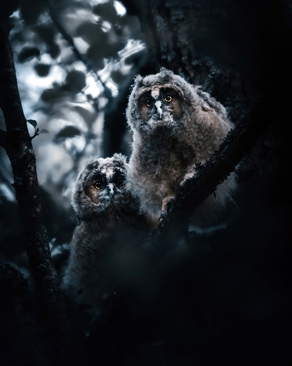 New beginnings - Fine art print