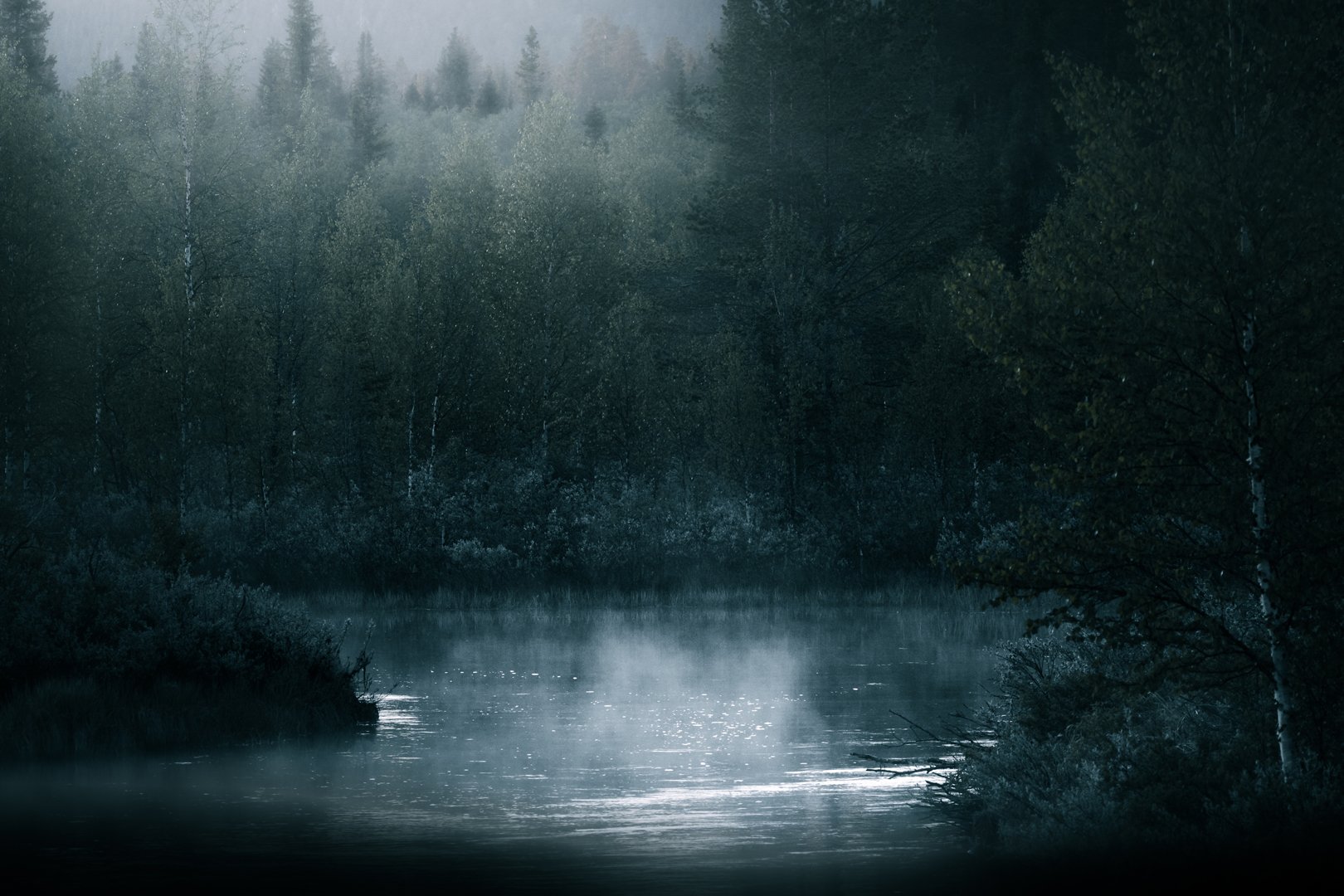 Forest - Fine art print