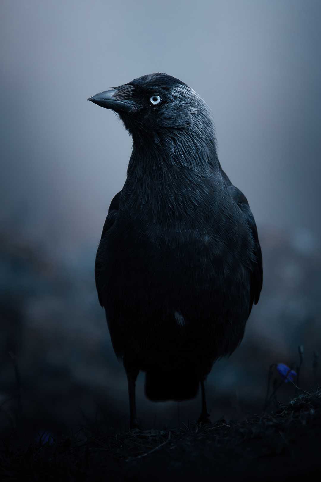 Jackdaw-2x3.png