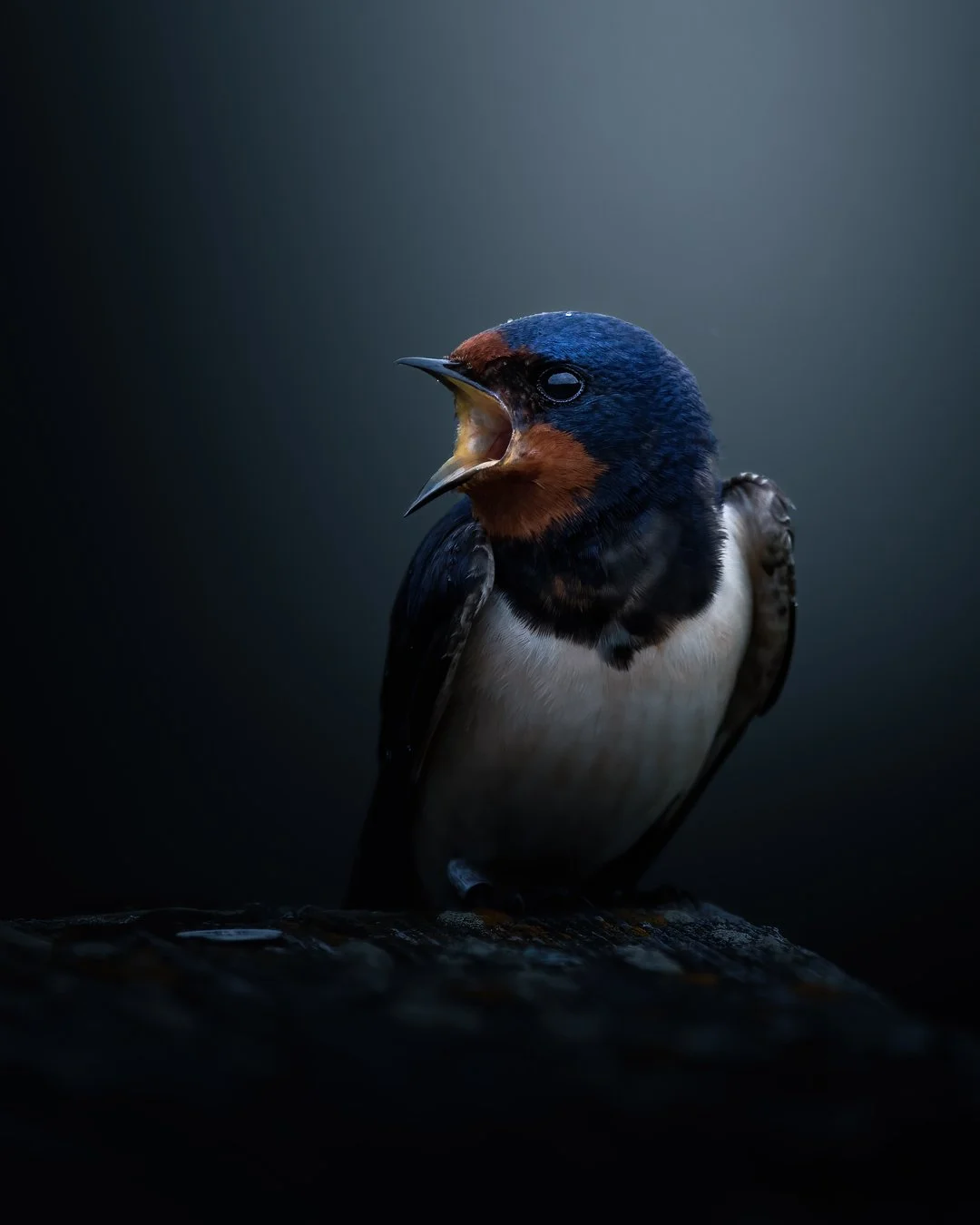 Barn-swallow-finnish-nature.jpg