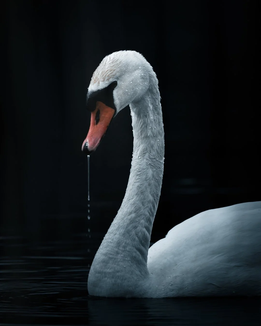 Mute Swan - Fine art print