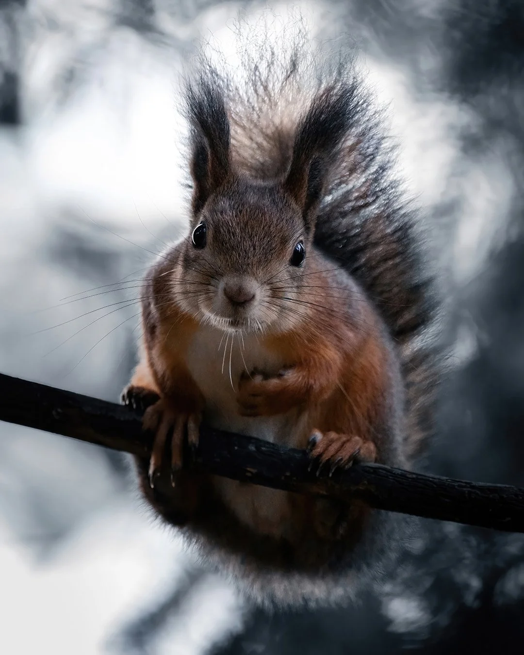 Red-squirrel-4x5.jpg