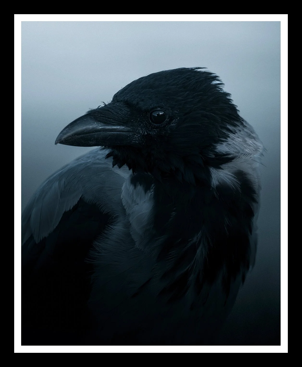 Crow-portrait-4x5-r.jpg