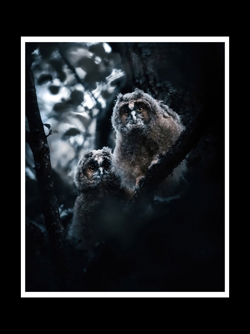owl-babies-fine-art-print-nature-photography.jpg