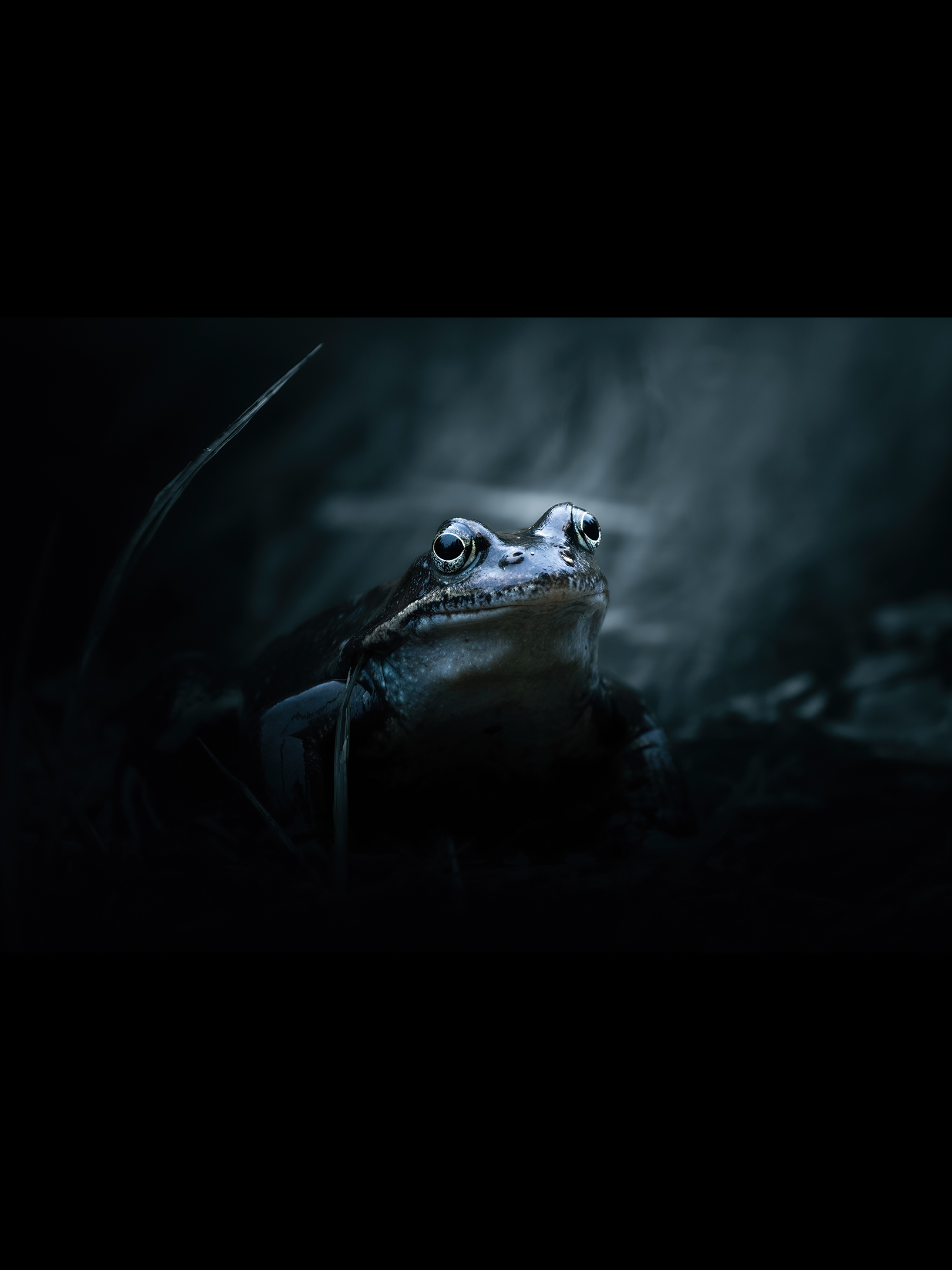Frog-2x3.png