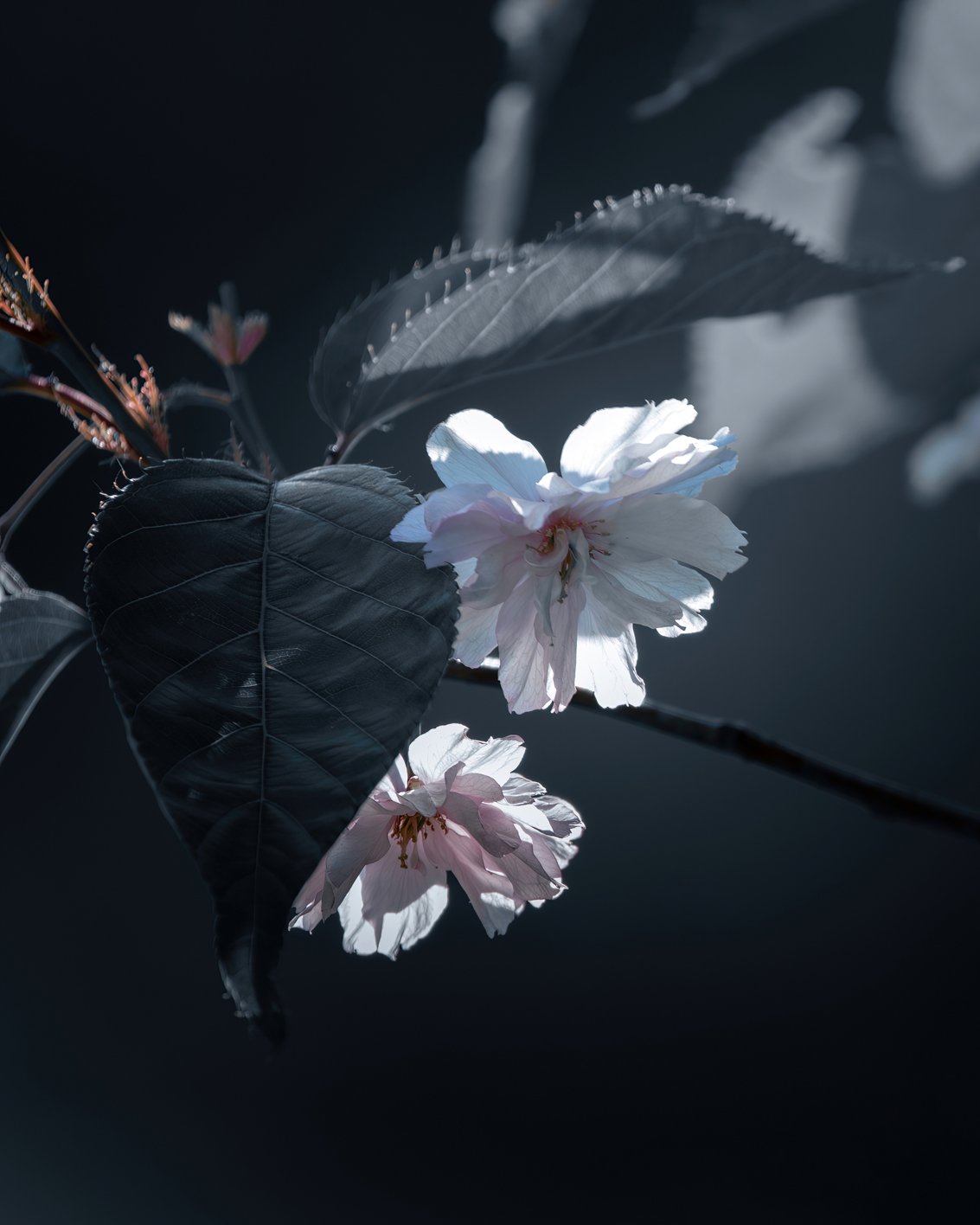 Delicate pink flowers glowing softly in the muted morning light.