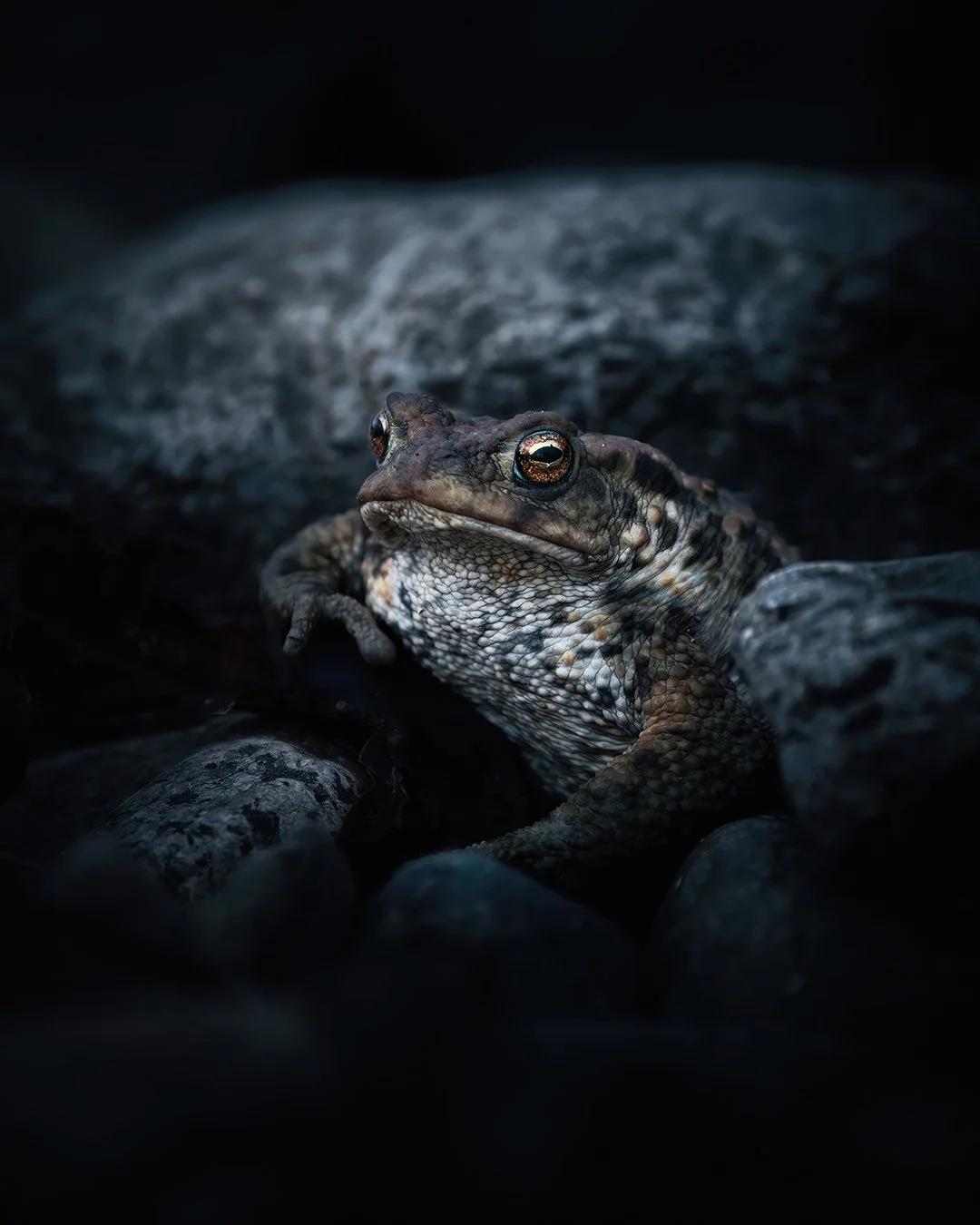Toad-4x5.jpg