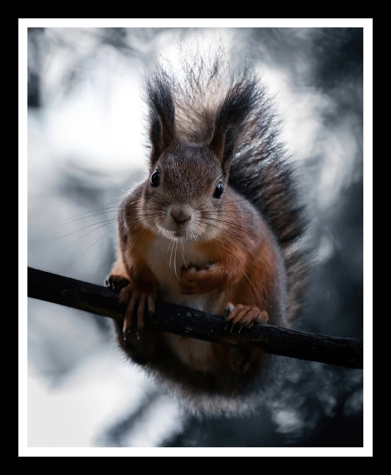 Red-squirrel-4x5-r.jpg