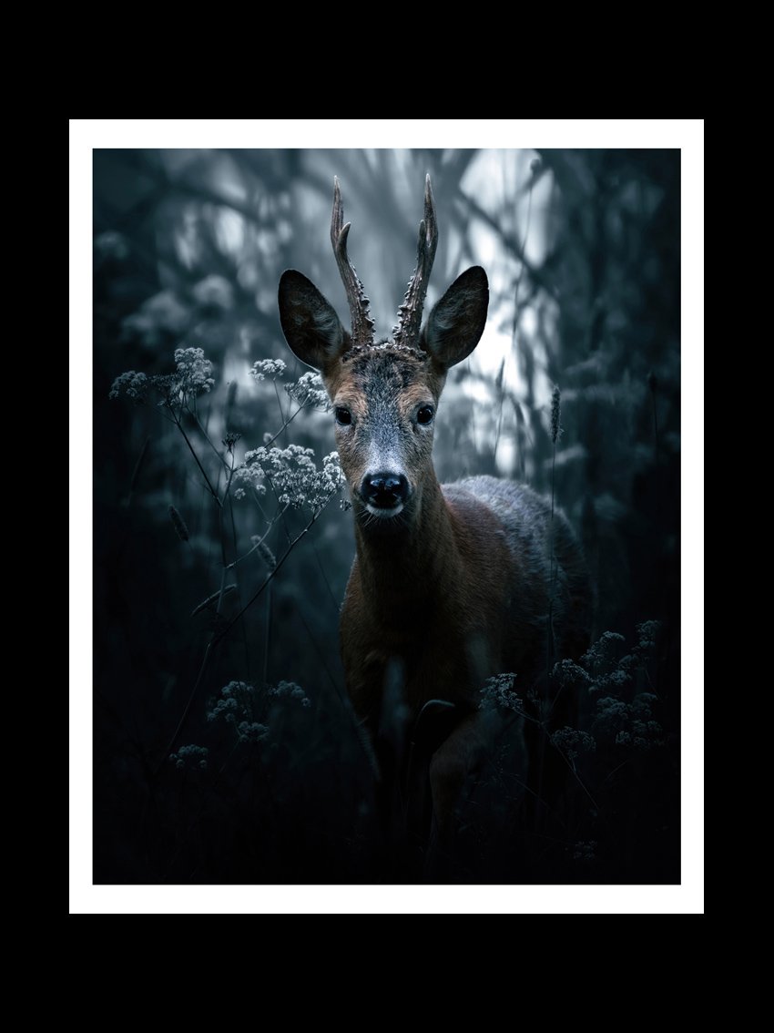 deer-fine-art-print-nature-photography.jpg