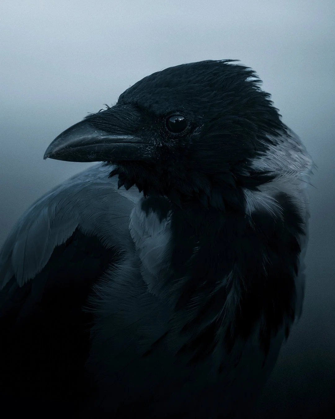 Crow-portrait-4x5.jpg