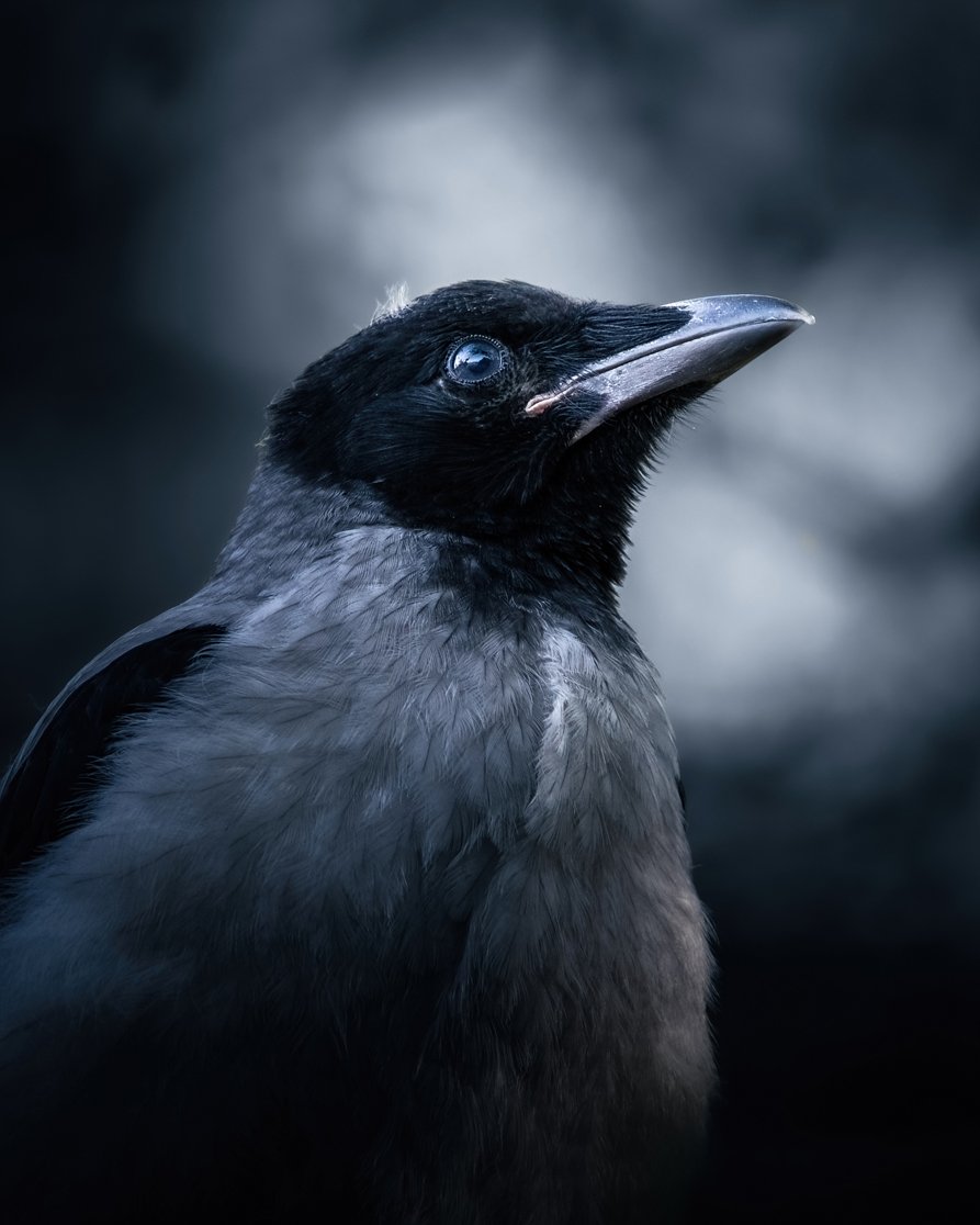 Fledgling - Fine art print