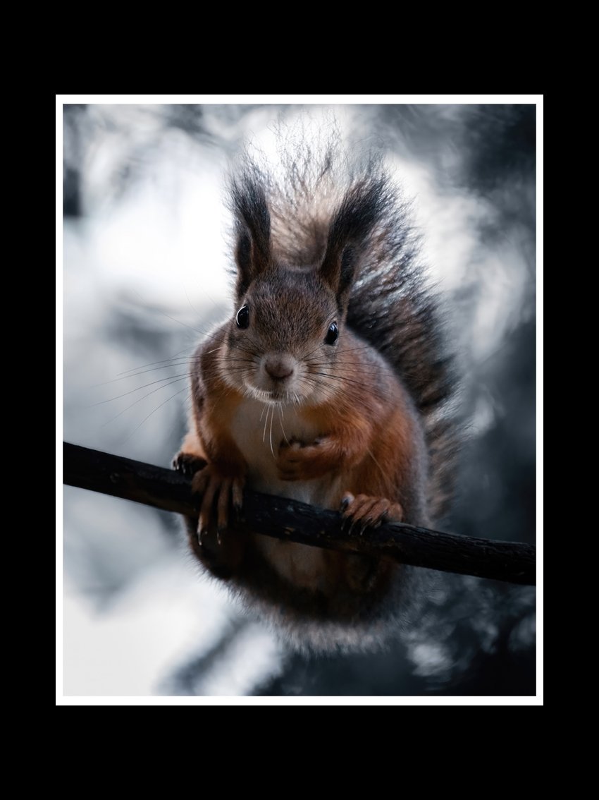 red-squirrel-fine-art-print-nature-photography.jpg
