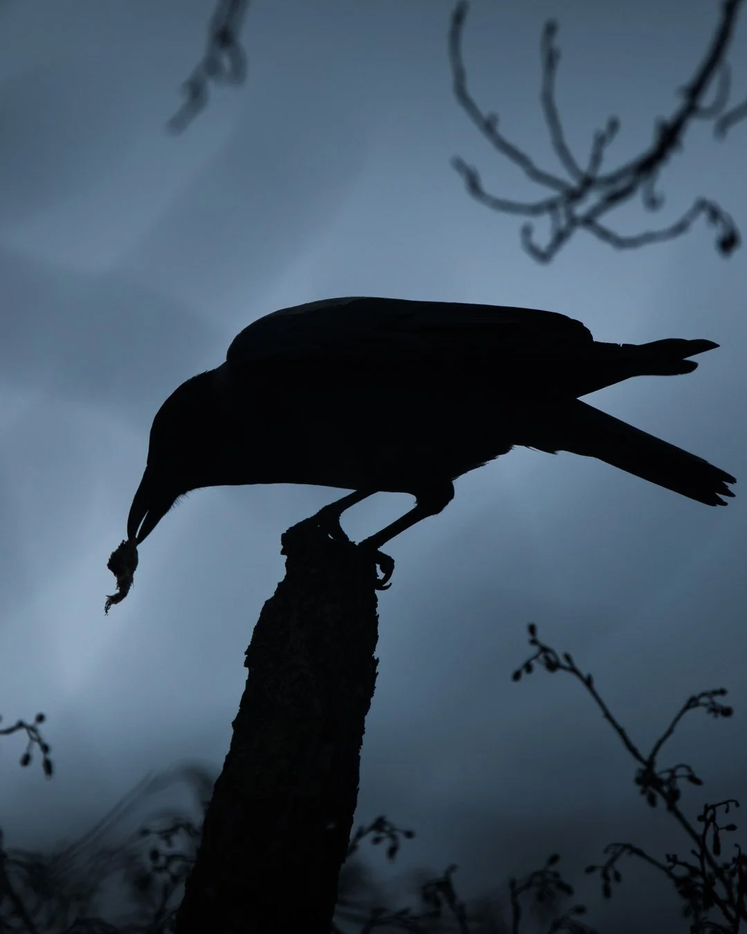 Crow silhouette - Fine art print