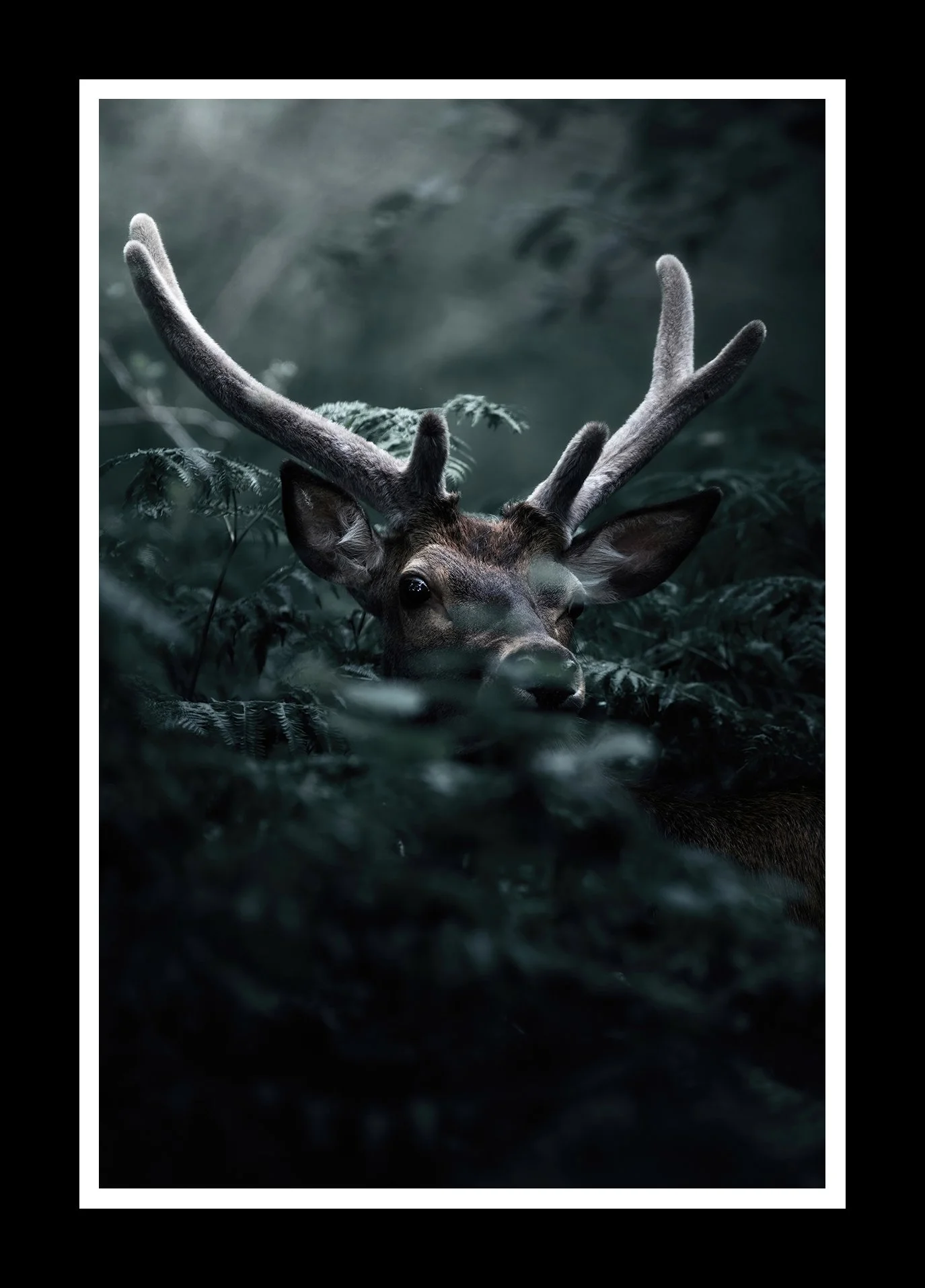 Forest-spirit-2x3-r.jpg