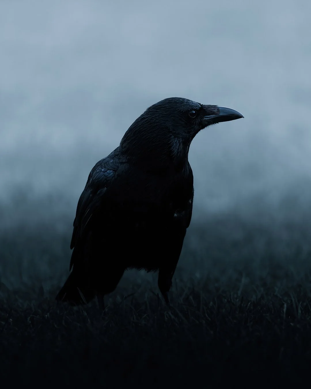 Carrion-Crow-4x5.jpg