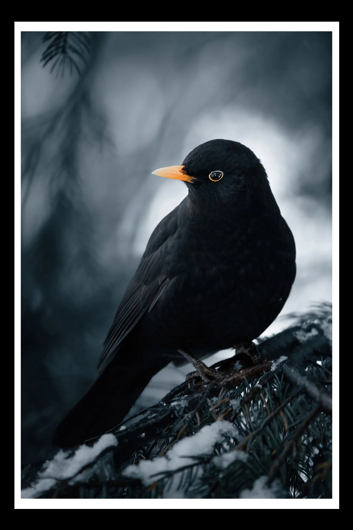 winter-blackbird-fine-art-print-nature-photography.jpg