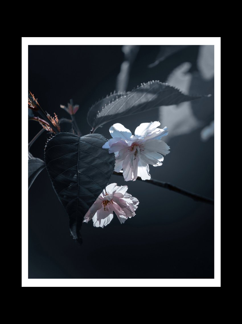 bloom-fine-art-print-nature-photography.jpg