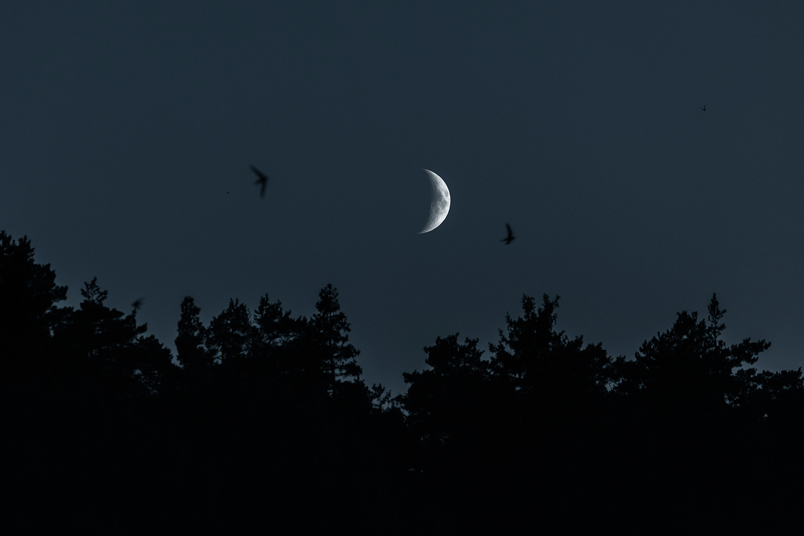 Dark-woods-2x3.png