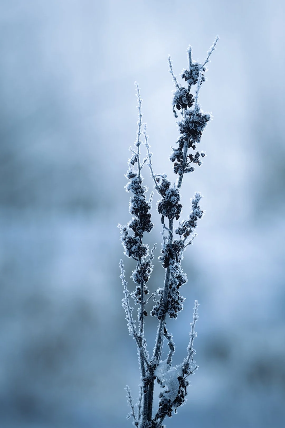 Frost