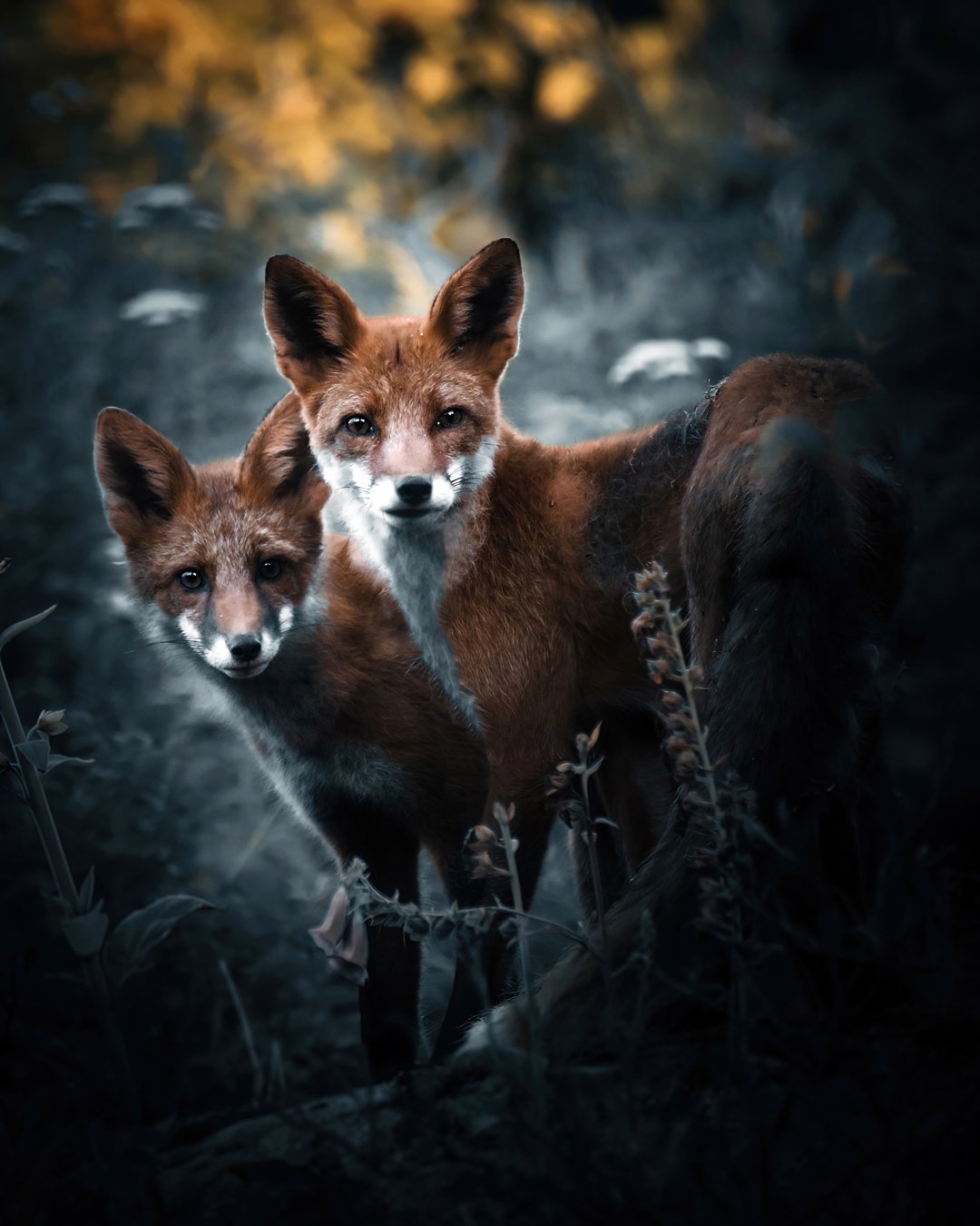 Siblings - Fine art print