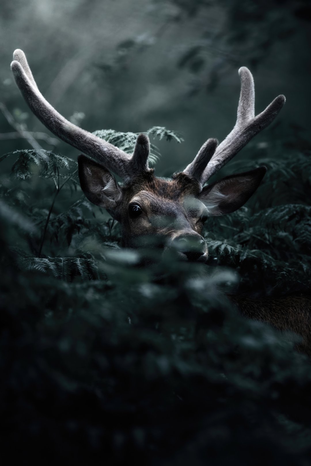 Forest spirit - Fine art print