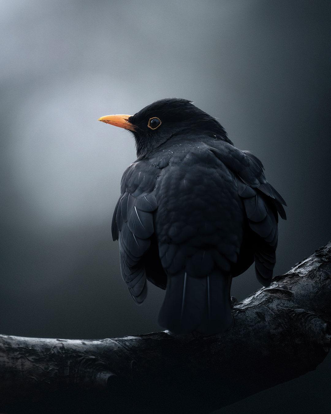 Blackbird