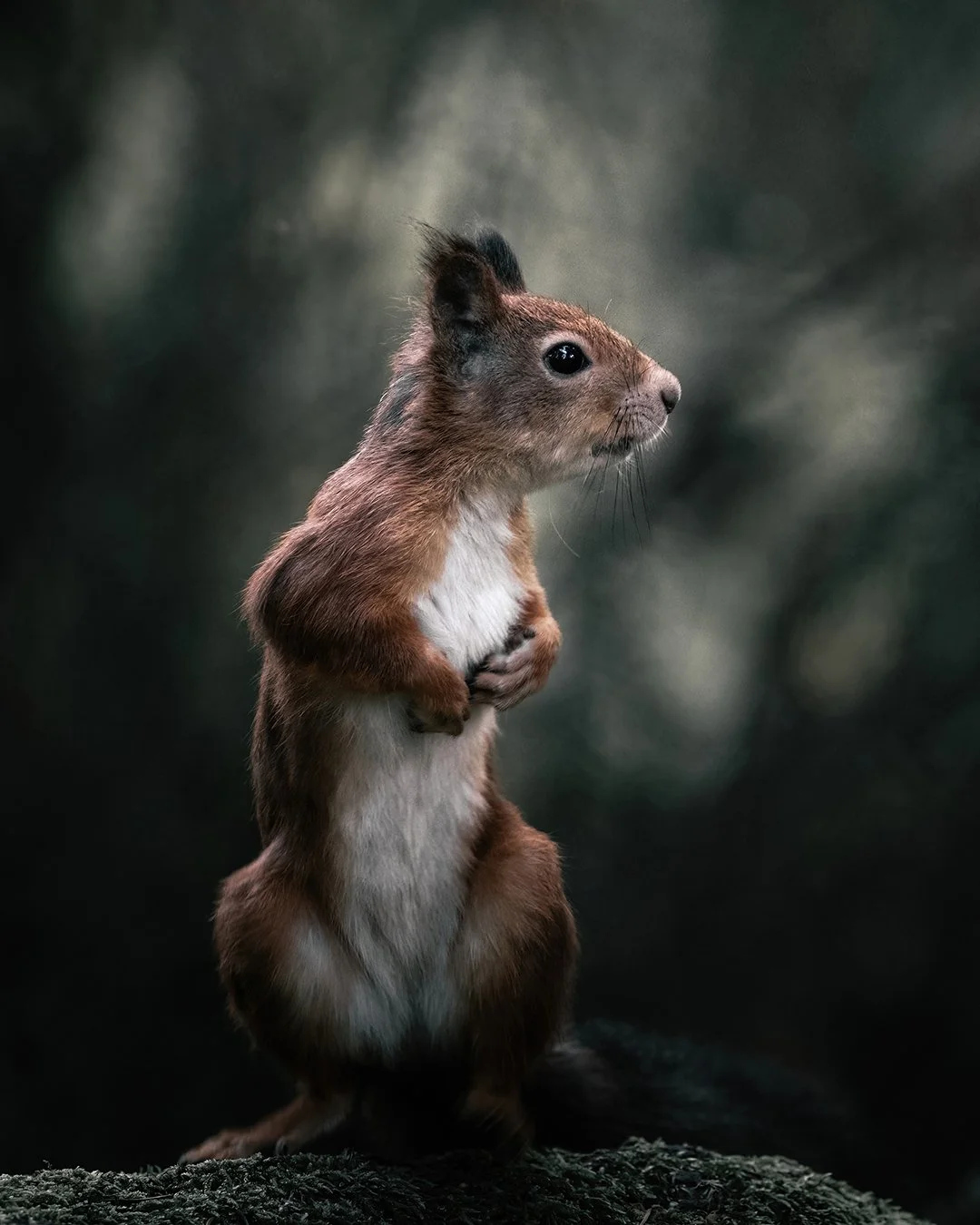Little friend